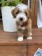 Goldendoodle Puppies for sale in 6800 Storch Ct, Lanham, MD 20706, USA. price: NA