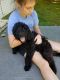 Goldendoodle Puppies for sale in Candler, NC 28715, USA. price: NA