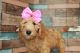 Goldendoodle Puppies for sale in Strasburg, OH 44680, USA. price: $500