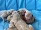 Goldendoodle Puppies for sale in Brooksville, FL 34601, USA. price: $2,000