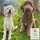 Goldendoodle Puppies for sale in Pinellas County, FL, USA. price: $2,000