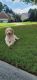 Goldendoodle Puppies for sale in Suwanee, GA 30024, USA. price: NA