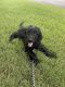 Goldendoodle Puppies for sale in Hoover, AL, USA. price: $500