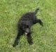 Goldendoodle Puppies for sale in White Mills, KY 42788, USA. price: $200