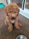 Goldendoodle Puppies for sale in Moorestown, NJ 08057, USA. price: NA