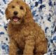 Goldendoodle Puppies for sale in Missouri City, TX 77489, USA. price: $1,950