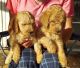 Goldendoodle Puppies for sale in Tell City, IN, USA. price: NA
