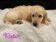 Goldendoodle Puppies for sale in Ocklawaha, FL 32179, USA. price: $1,000