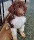 Goldendoodle Puppies for sale in NC-150, Salisbury, NC, USA. price: $1,500
