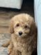 Goldendoodle Puppies for sale in Little Elm, TX, USA. price: $2,500