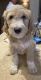 Goldendoodle Puppies for sale in Queen Creek, AZ 85140, USA. price: NA
