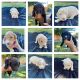 Goldendoodle Puppies for sale in Modesto, CA, USA. price: NA