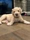 Goldendoodle Puppies for sale in Chino, CA, USA. price: $2,000