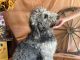 Goldendoodle Puppies for sale in Dundee, OH 44624, USA. price: NA
