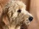 Goldendoodle Puppies for sale in Dundee, OH 44624, USA. price: $350
