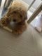 Goldendoodle Puppies for sale in Lilburn, GA 30047, USA. price: $2,100