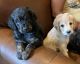 Goldendoodle Puppies for sale in Gig Harbor, WA, USA. price: $2,200