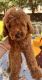 Goldendoodle Puppies for sale in Glenview, IL 60025, USA. price: $3,000