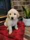 Goldendoodle Puppies for sale in Ostrander, MN 55961, USA. price: NA
