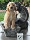 Goldendoodle Puppies for sale in Las Vegas, NV, USA. price: $800