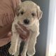 Goldendoodle Puppies for sale in Millstone, NJ, USA. price: $1,200