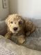 Goldendoodle Puppies for sale in Orange, CA, USA. price: $1,500