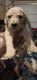 Goldendoodle Puppies for sale in Lorain, OH, USA. price: NA