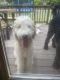 Goldendoodle Puppies for sale in Youngsville, NC 27596, USA. price: $500