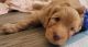 Goldendoodle Puppies for sale in Newburgh, NY 12550, USA. price: $3,000