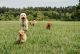 Goldendoodle Puppies for sale in Farmville, VA 23901, USA. price: NA