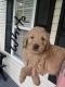 Goldendoodle Puppies for sale in Roan Mountain, TN 37687, USA. price: $700