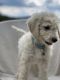 Goldendoodle Puppies for sale in Cleveland, GA 30528, USA. price: NA