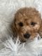 Goldendoodle Puppies for sale in Flossmoor, IL 60422, USA. price: $1,450