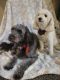 Goldendoodle Puppies for sale in Beavercreek, OH, USA. price: NA