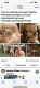 Goldendoodle Puppies for sale in Jacksonville, FL, USA. price: $1,200