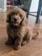 Goldendoodle Puppies for sale in Murrieta, CA, USA. price: $2,000