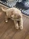 Goldendoodle Puppies for sale in Warsaw, IN, USA. price: $1,200