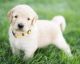 Goldendoodle Puppies for sale in Nyssa, OR 97913, USA. price: NA