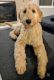 Goldendoodle Puppies for sale in Michigan Ave, Dearborn, MI, USA. price: NA
