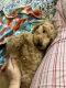 Goldendoodle Puppies for sale in Cameron, NC 28326, USA. price: NA