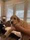 Goldendoodle Puppies for sale in Katy, TX, USA. price: NA