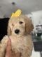 Goldendoodle Puppies for sale in Tampa, FL, USA. price: $2,000
