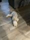 Goldendoodle Puppies for sale in Cibolo, TX, USA. price: $2,000