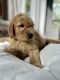Goldendoodle Puppies for sale in Proctorville, OH, USA. price: $1,200