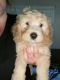 Goldendoodle Puppies for sale in Bassett, VA 24055, USA. price: NA