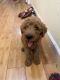 Goldendoodle Puppies for sale in Daly City, CA, USA. price: NA