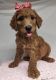 Goldendoodle Puppies for sale in Wauchula, FL 33873, USA. price: NA