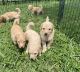 Goldendoodle Puppies for sale in Riverview, FL, USA. price: $2,000