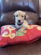 Goldendoodle Puppies for sale in Carrollton, TX, USA. price: $1,000