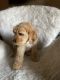 Goldendoodle Puppies for sale in Pico Rivera, CA, USA. price: NA